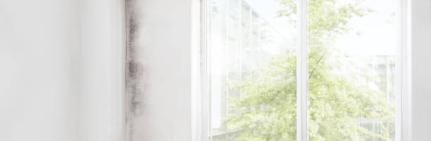 Best Mold Documentation for Insurance Claims  in Social Circle, GA